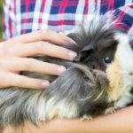 Conejillo de indias (Foto: iStock)