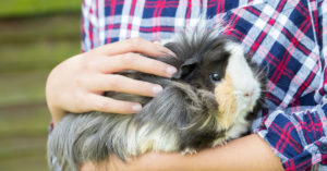 Conejillo de indias (Foto: iStock)