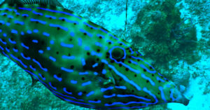 El pez lima narigudo tiene un espectacular colorido (Foto: iStock)