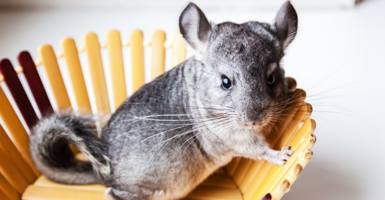 Chinchillas (Istock)