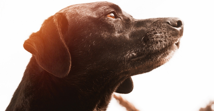 El animal necesitaba cariño, comida y un buen baño (Istock)