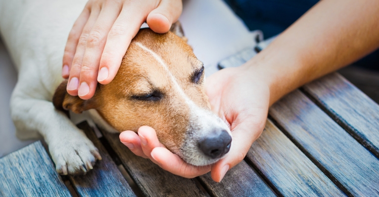 Querrá mas mimos de lo habitual (Istock)