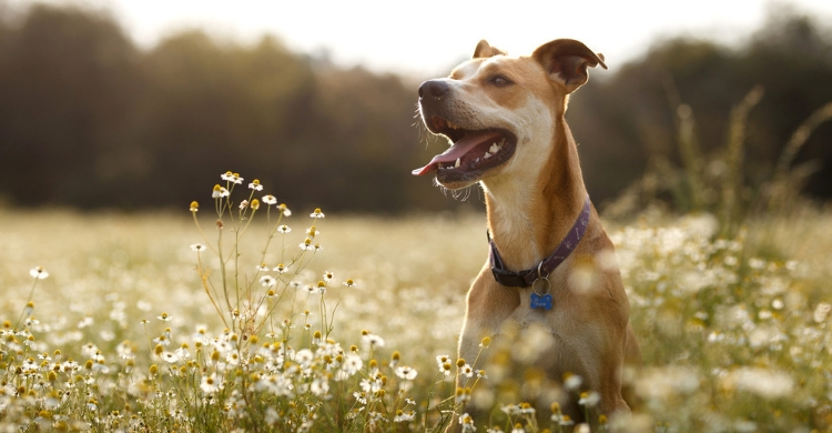 Aunque sean bonitas, algunas plantas pueden resultar muy tóxicas para tu mascota (Istock)