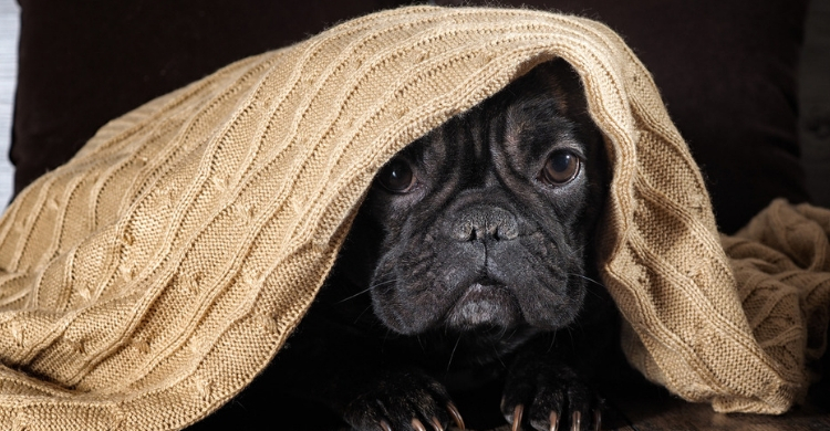 Parece que nuestros peluditos tienen un sexto sentido (Istock)
