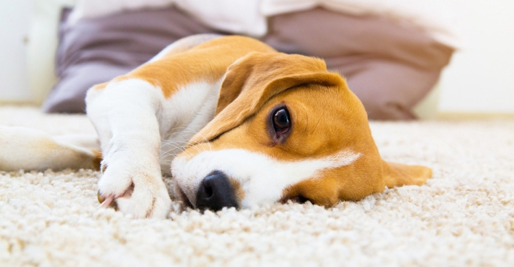 Su estado de ánimo es una gran señal (Istock)