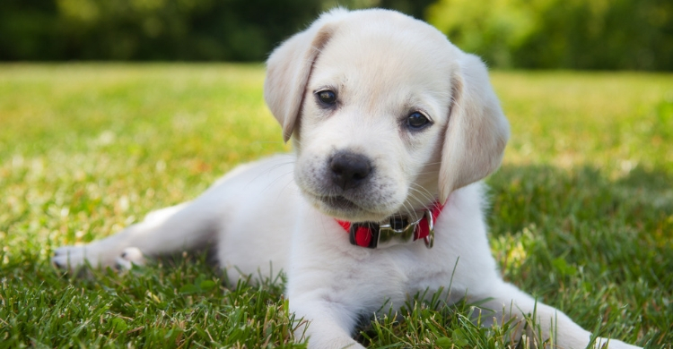 Perros (Istock)