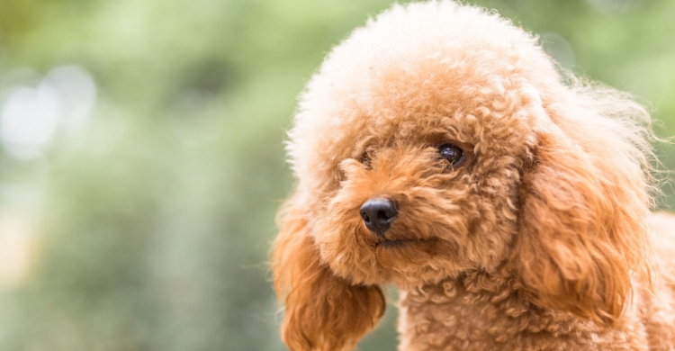 Son muy cariñosos (Istock)