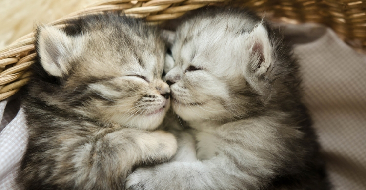 Gatos (Istock)