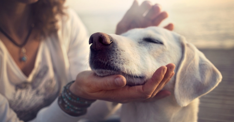 Si tienes dudas, consulta con tu veterinario (Istock)