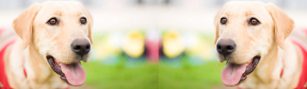 Cómo un perro de asistencia puede ayudarte en un ataque de ansiedad (Istock)