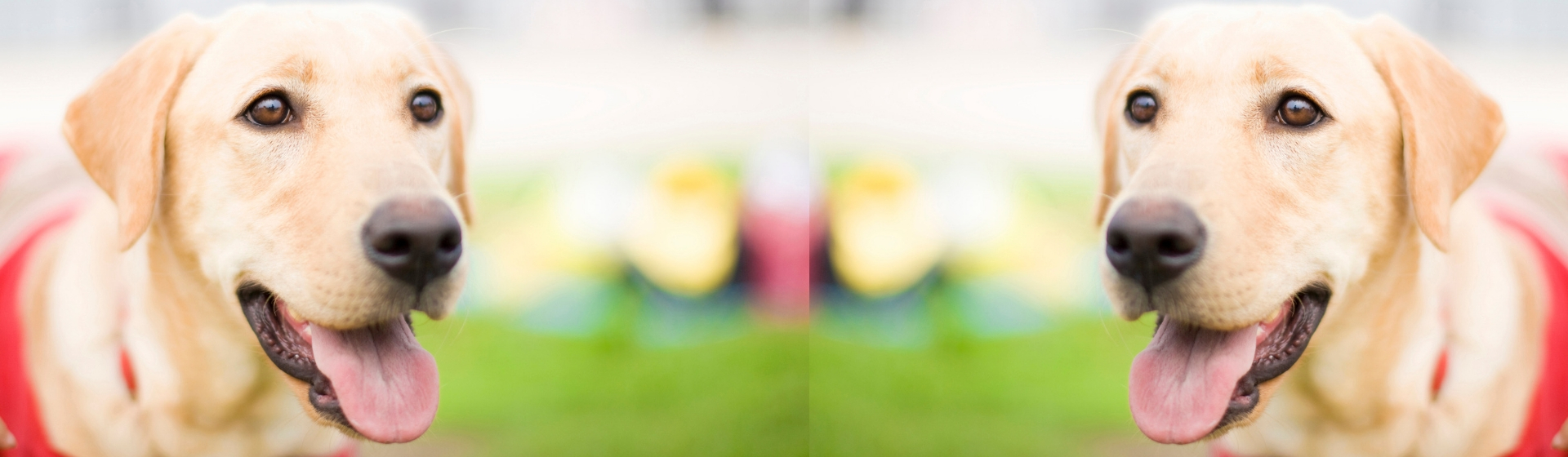 Cómo un perro de asistencia puede ayudarte en un ataque de ansiedad (Istock)