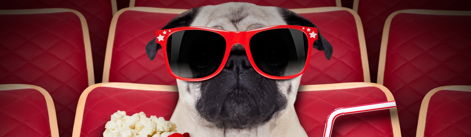 7 películas que no te puedes perder si amas a las mascotas (Istock)