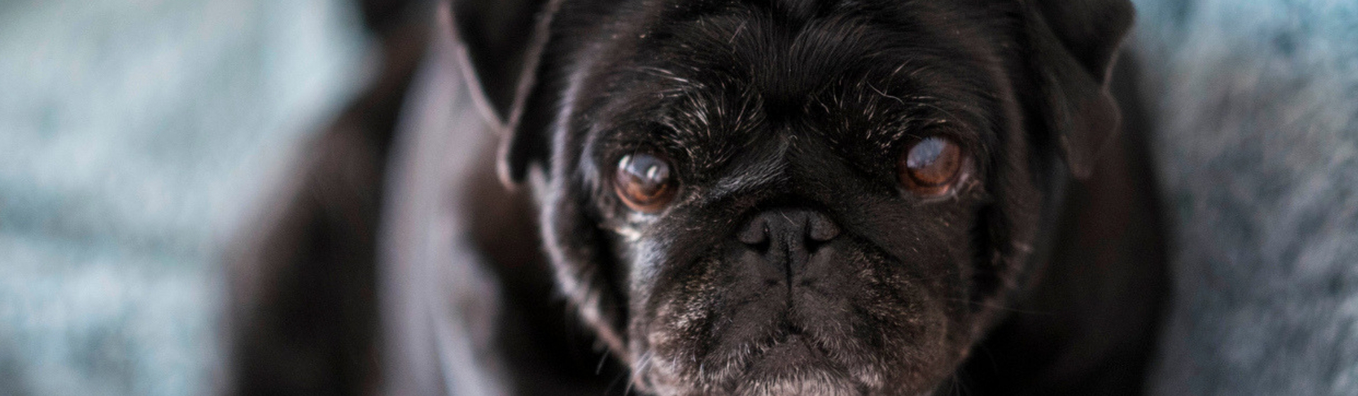 Mito o realidad: ¿los perros perciben el miedo?