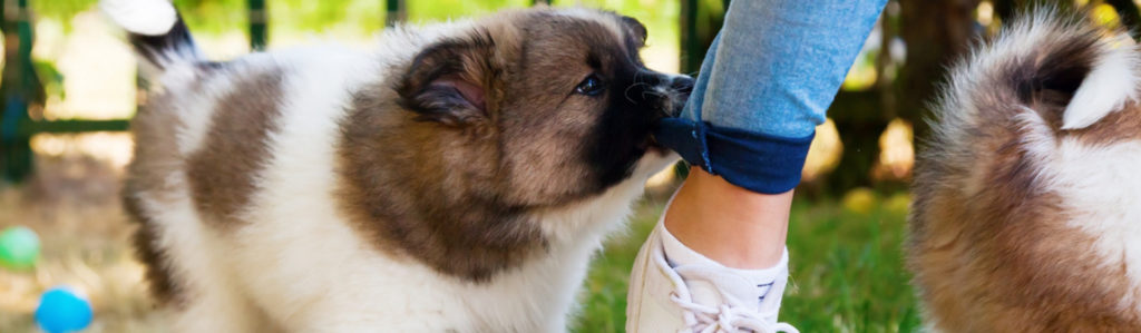 6 consejos para evitar que tu perro muerda la ropa (Istock)
