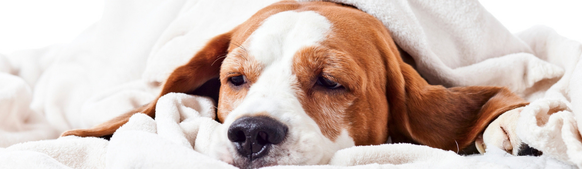 Cómo detectar que tu perro tiene dolores (Istock)