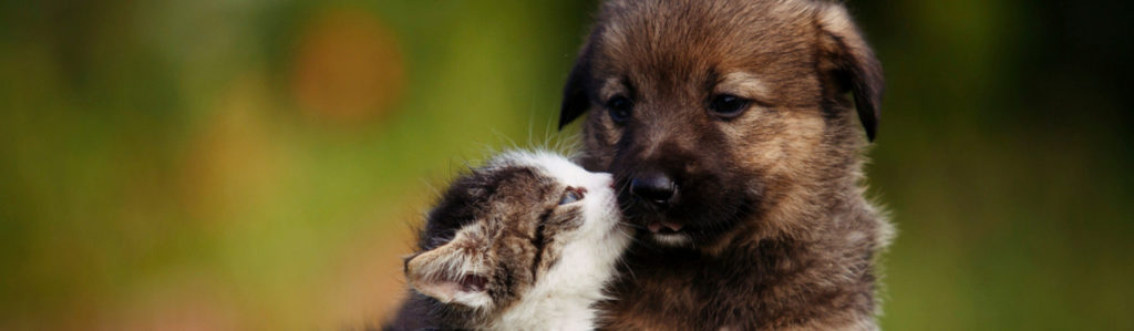 Las 5 mascotas más cariñosas y adorables (Istock)