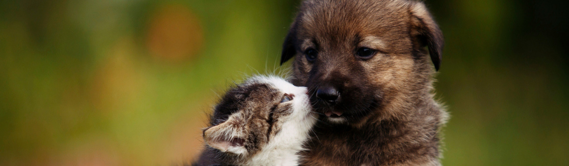 Las 5 mascotas más cariñosas y adorables (Istock)