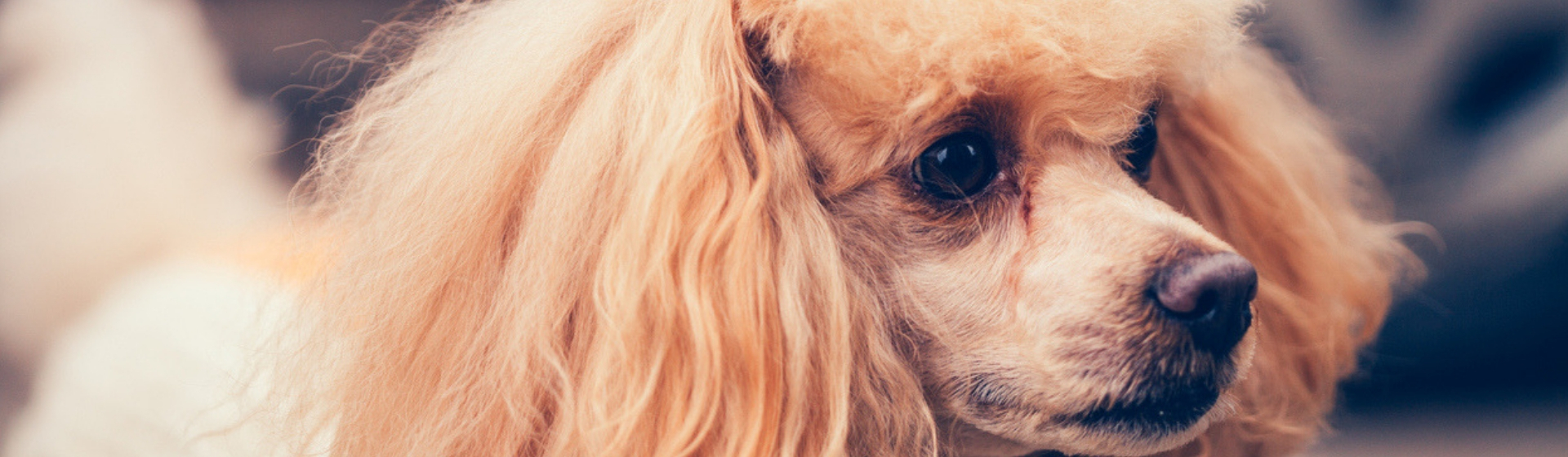 7 curiosidades de los caniches que debes conocer (Istock)