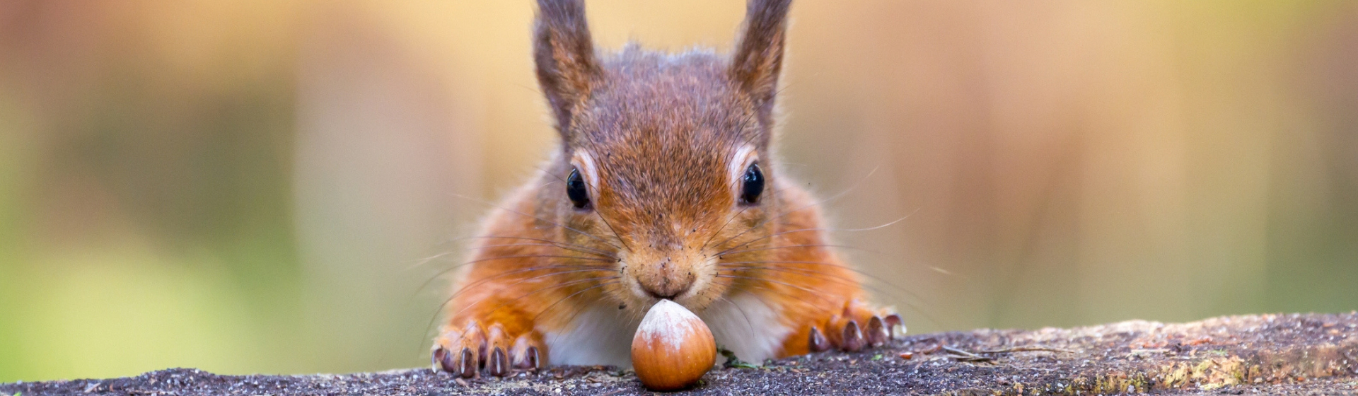 Descubre la historia del hombre que se sentía acosado por una ardilla ¿realidad o ficción? (Istock)