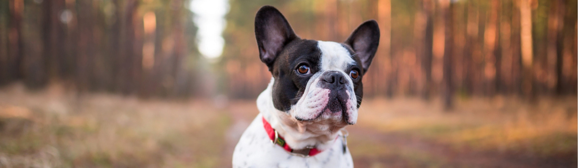 Cómo ayudar a tu perro si se ahoga fácilmente cuando respira (Istock)