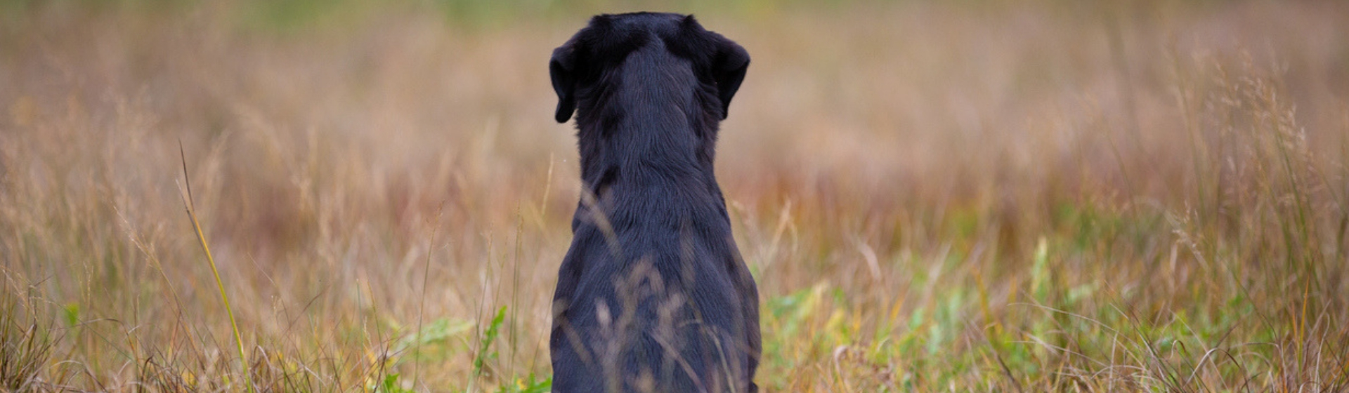 Te contamos la historia del perro que fue adoptado por una jugadora de Pokemon Go (Istock)