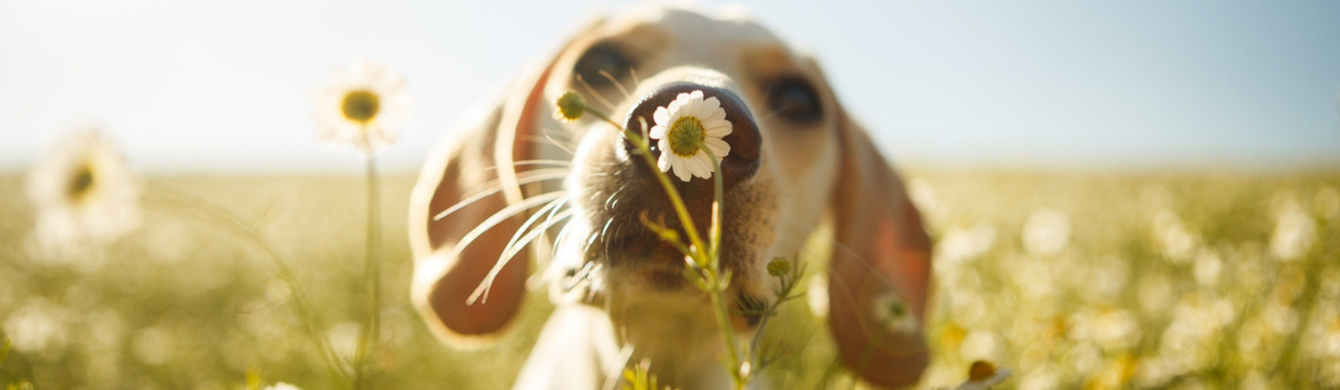 6 plantas tóxicas que pueden dañar a tu perro