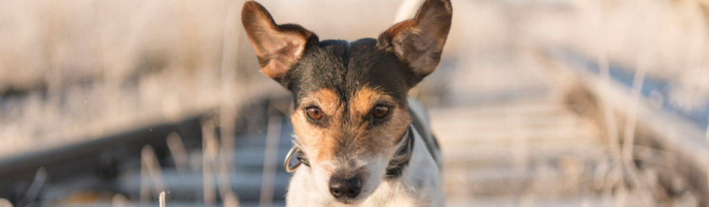 5 curiosidades sobre el sentido de la orientación de los perros (Istock)