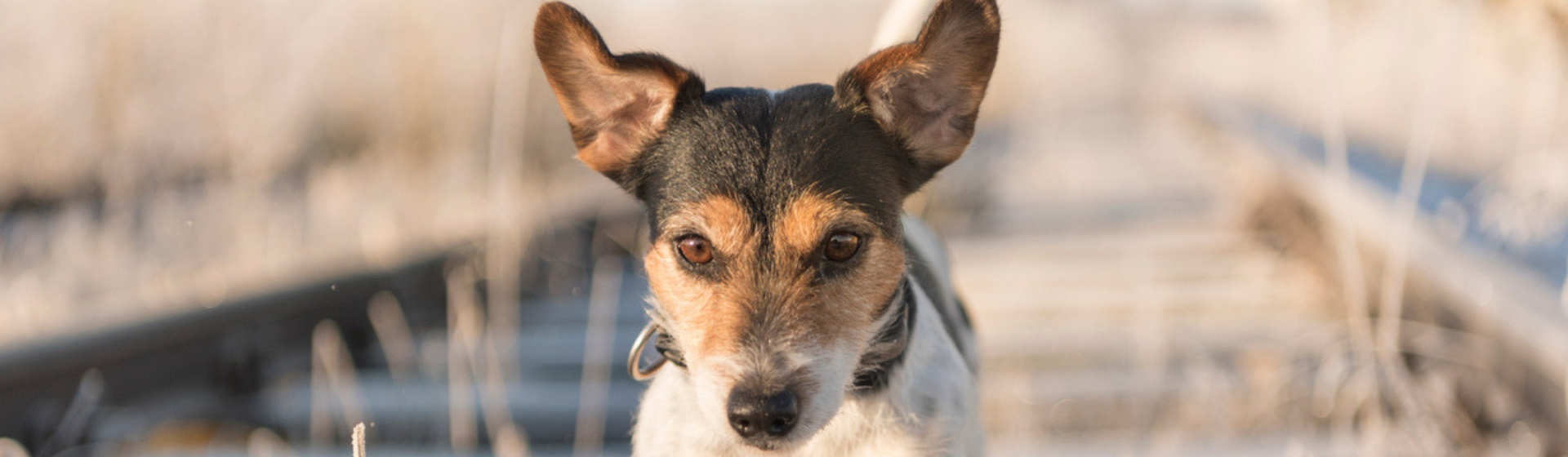 5 curiosidades sobre el sentido de la orientación de los perros (Istock)