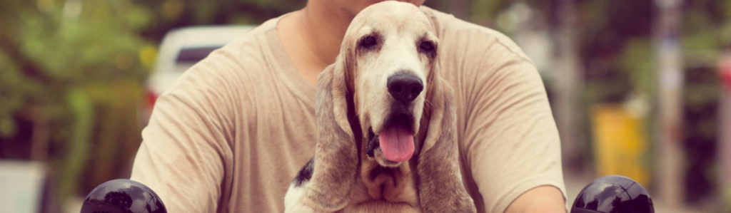 Cómo llevar a tu mascota segura en la moto (Istock)
