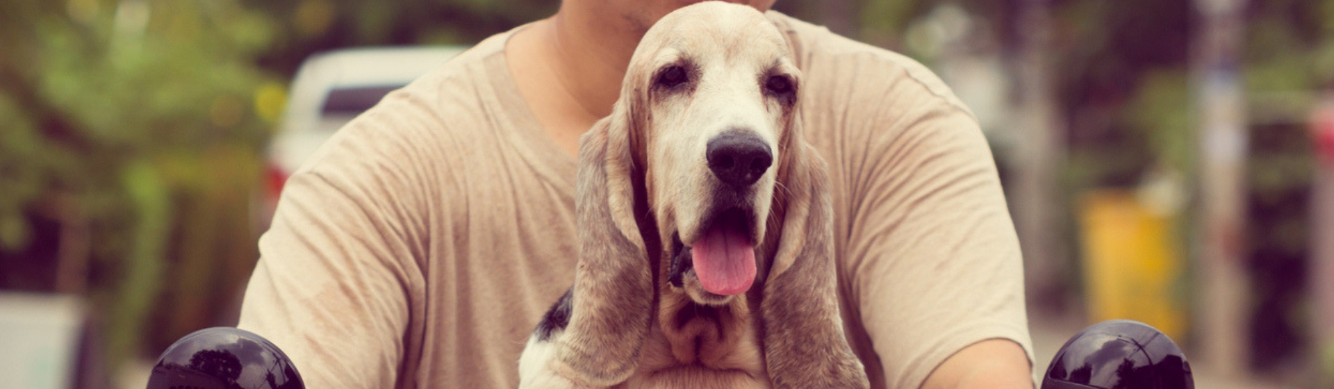 Cómo llevar a tu mascota segura en la moto (Istock)