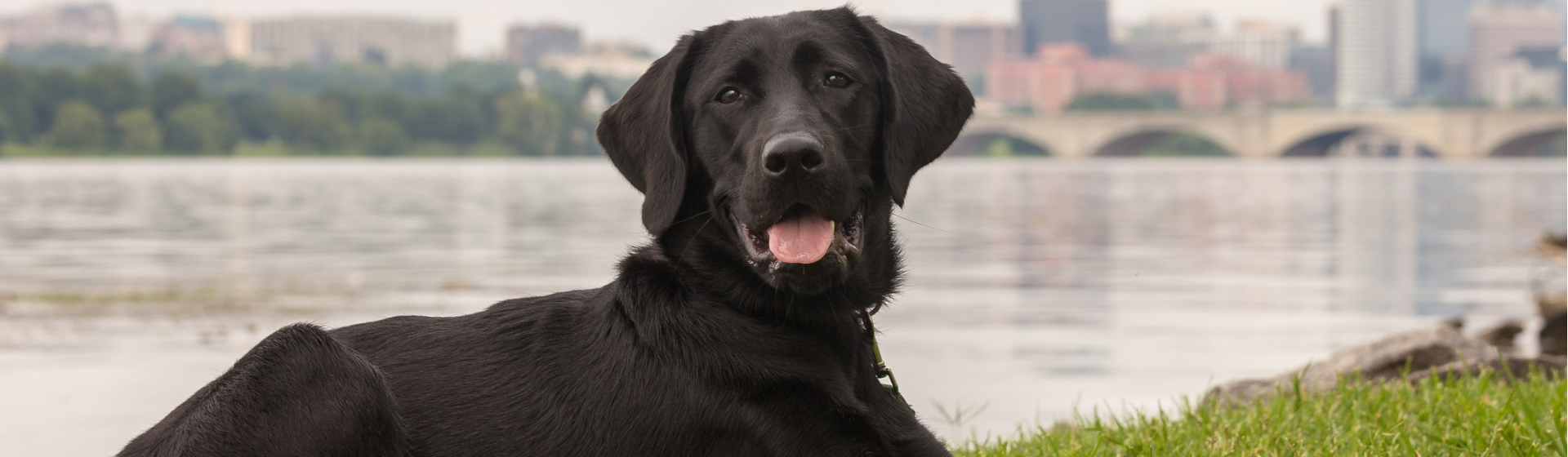 Eclipse, el perro que va solo al parque en autobús (Istock)
