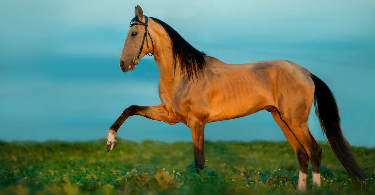 El akhal teke es una raza de culto en Turkmenistán (Foto: iStock)