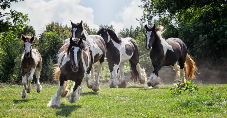 El caballo gitano es una de las razas más peculiares del mundo (Foto: iStock)