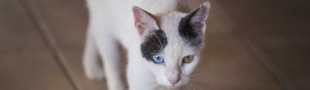 La anorexia es una de las patologías más presentadas en gatos (Foto: iStock)