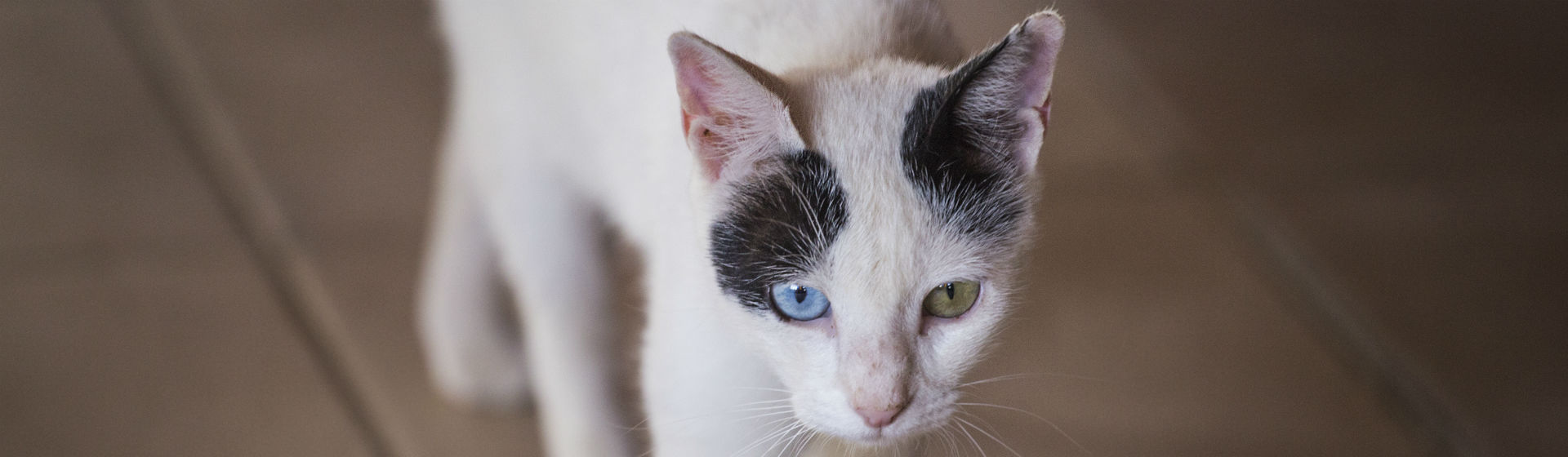 La anorexia es una de las patologías más presentadas en gatos (Foto: iStock)