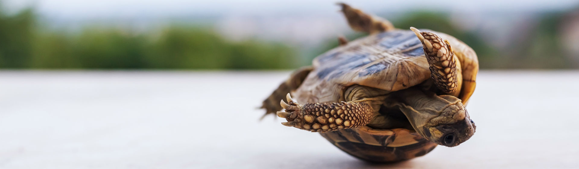 Las tortugas requieren unos cuidados básicos (Foto: iStock)