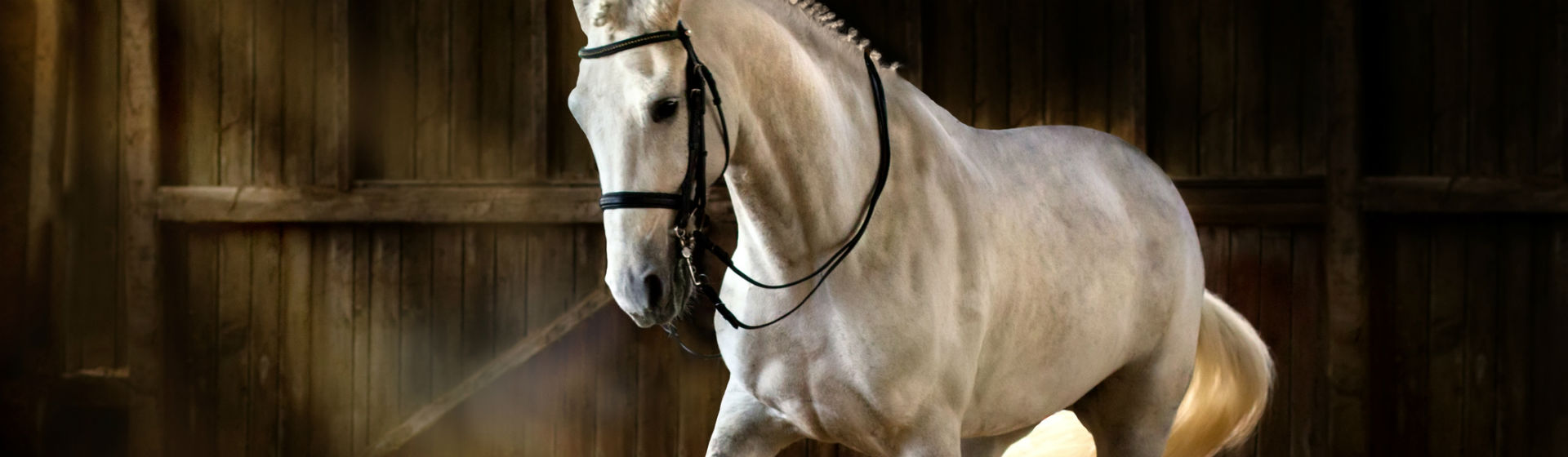 Caballo blanco (Foto: iStock)