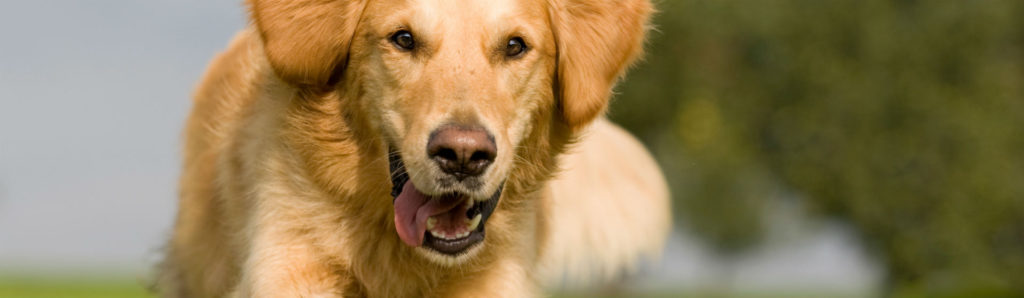 La actividad física de tu perro también puede medirse (Foto: iStock)
