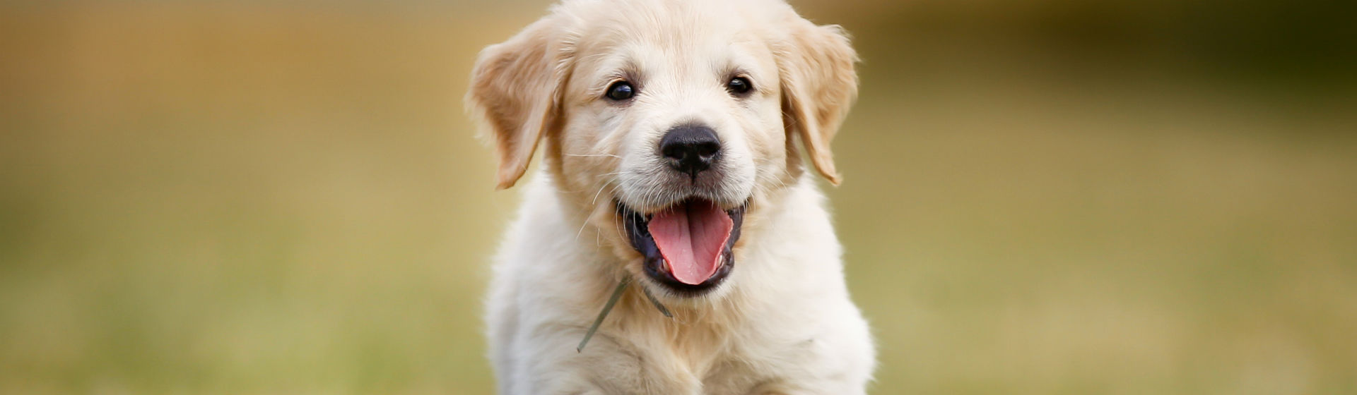 Los perros pueden ser muy importantes en las terapias de integración (Foto: iStock)