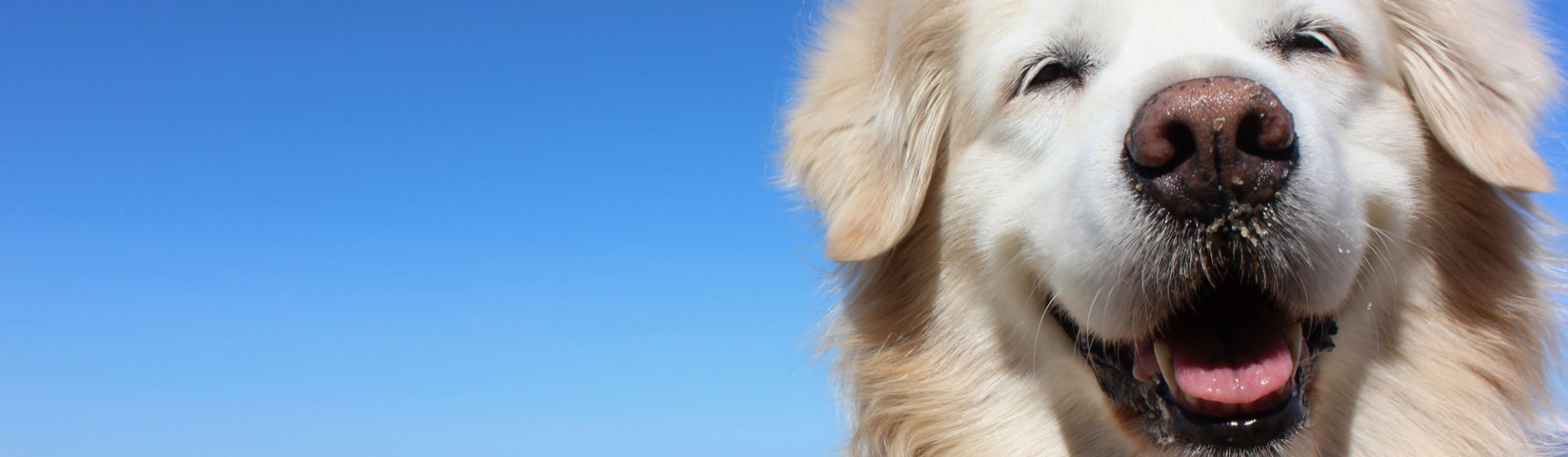 La raza de perro labrador tiene muchas peculiaridades (Foto: iStock)