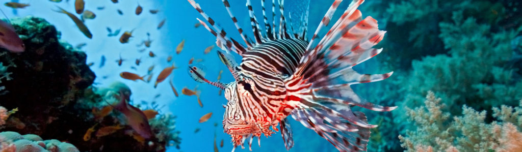 Existen multitud de peces exóticos sorprendentes (Foto: iStock)