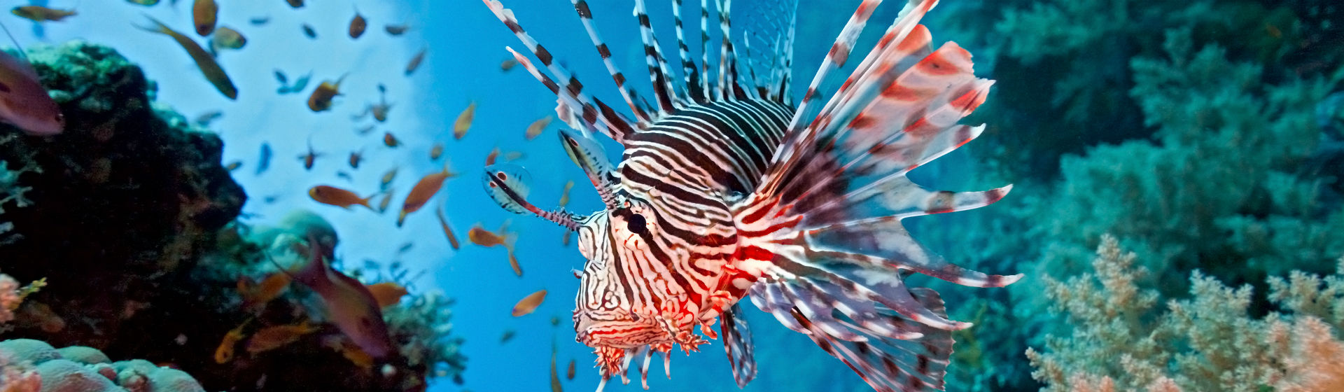 Existen multitud de peces exóticos sorprendentes (Foto: iStock)