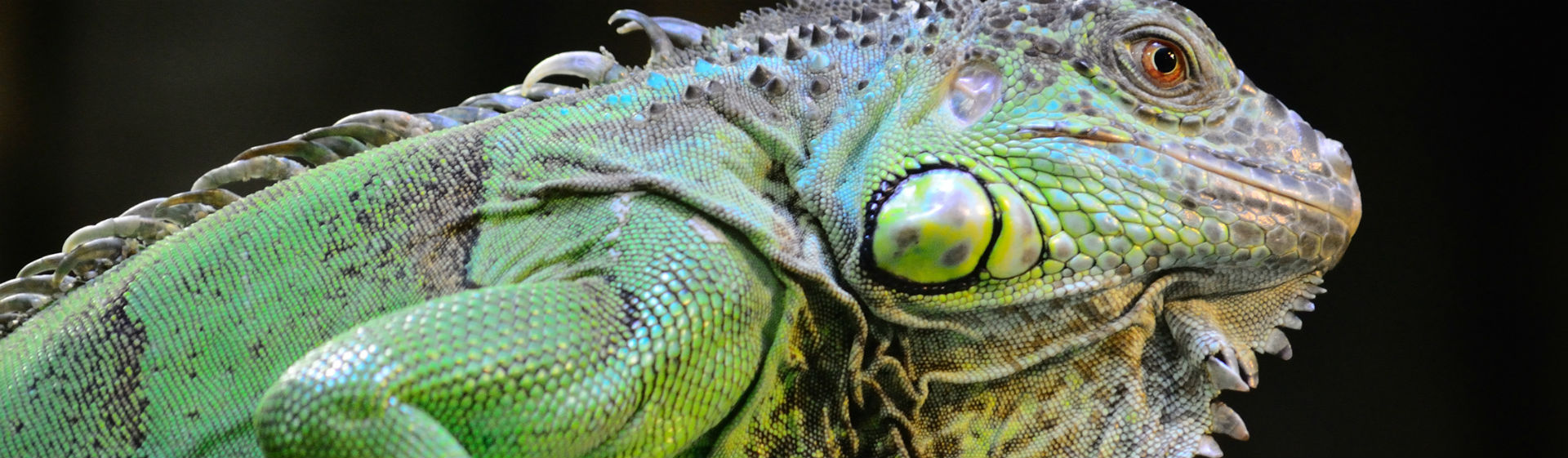 Las iguanas son seres herbívoros (Foto: iStock)