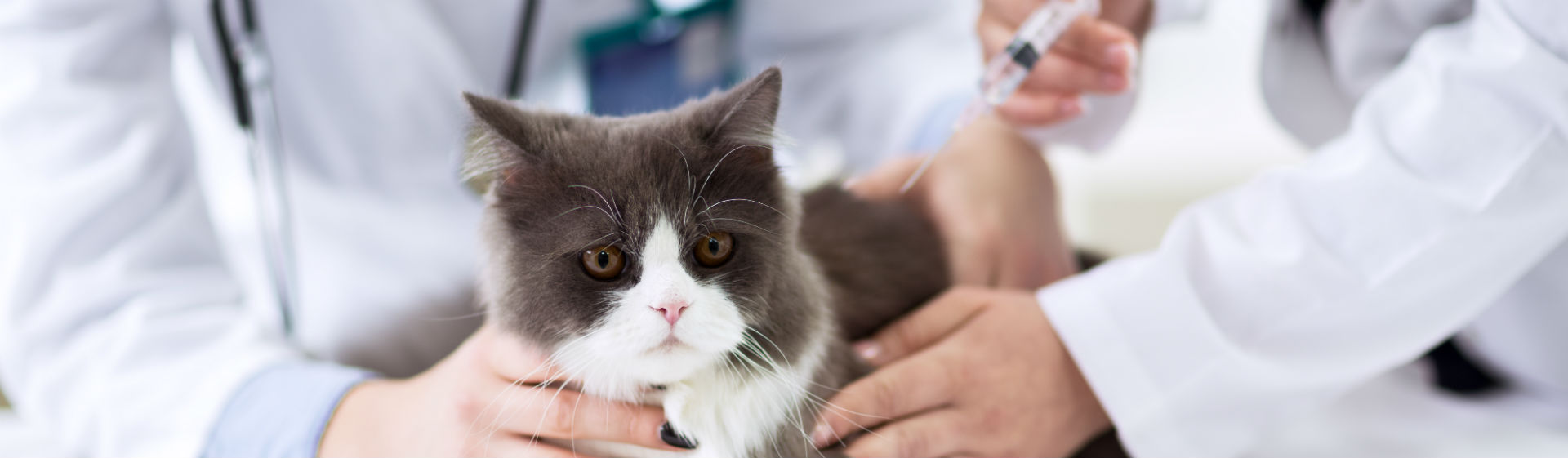 Los gatos necesitan sus vacunas para estar sanos (Foto: iStock)