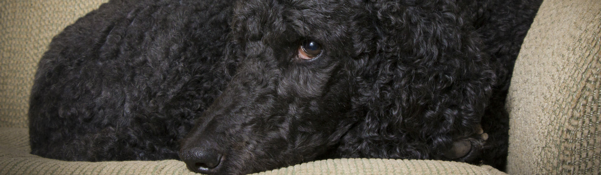 Los perros también pueden sufrir dolencias cardiacas (Foto: iStock)