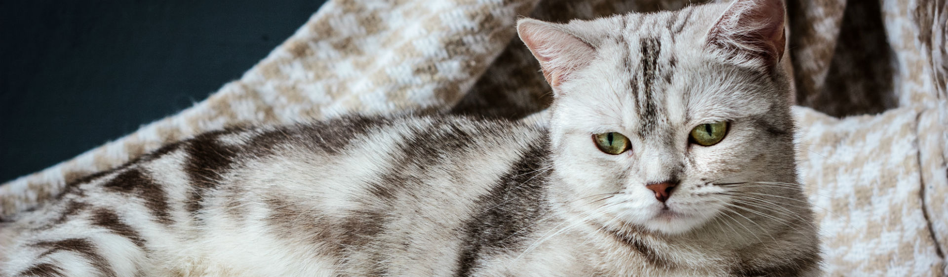 Aprende a detectar si tu gata está embarazada (Foto: iStock)