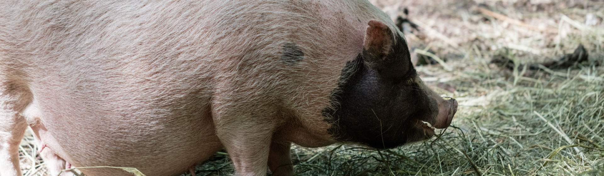 Los cerdos vietnamitas, una de las opciones más recurrentes a la hora de tener mascotas originales (Foto: iStock)
