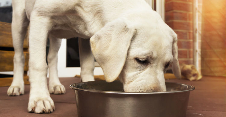 La alimentación es fundamental en cualquier dolencia (Foto: iStock)
