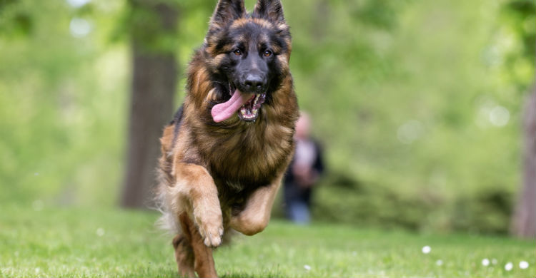 Las pulseras de actividad específicas para animales están proliferando (Foto: iStock)