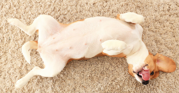 Los perros ayudan a afrontar la reinserción en la sociedad (Foto: iStock)